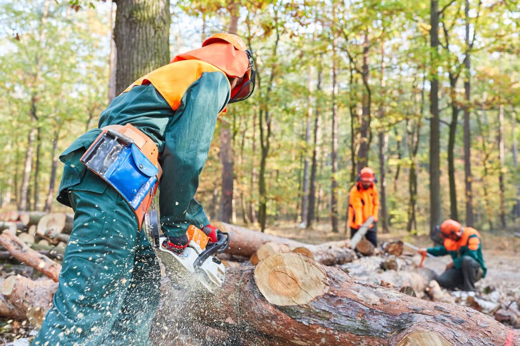 formation bac pro forêt en alternance