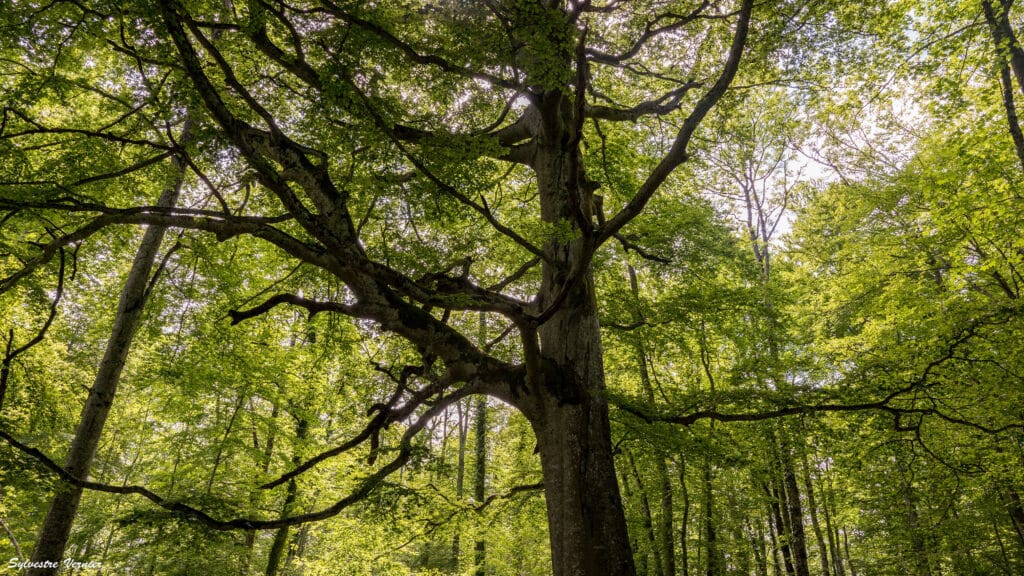 Formation Foret Haute Savoie