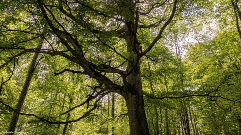 Formation Foret Haute Savoie