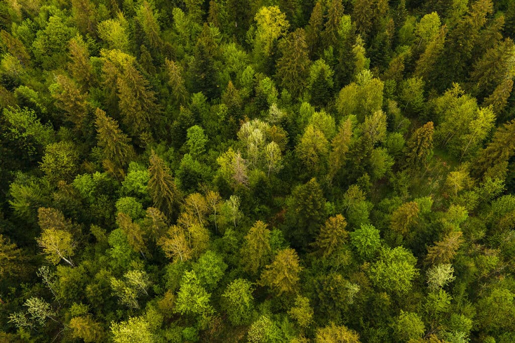 Envie de faire carrière en foret ?