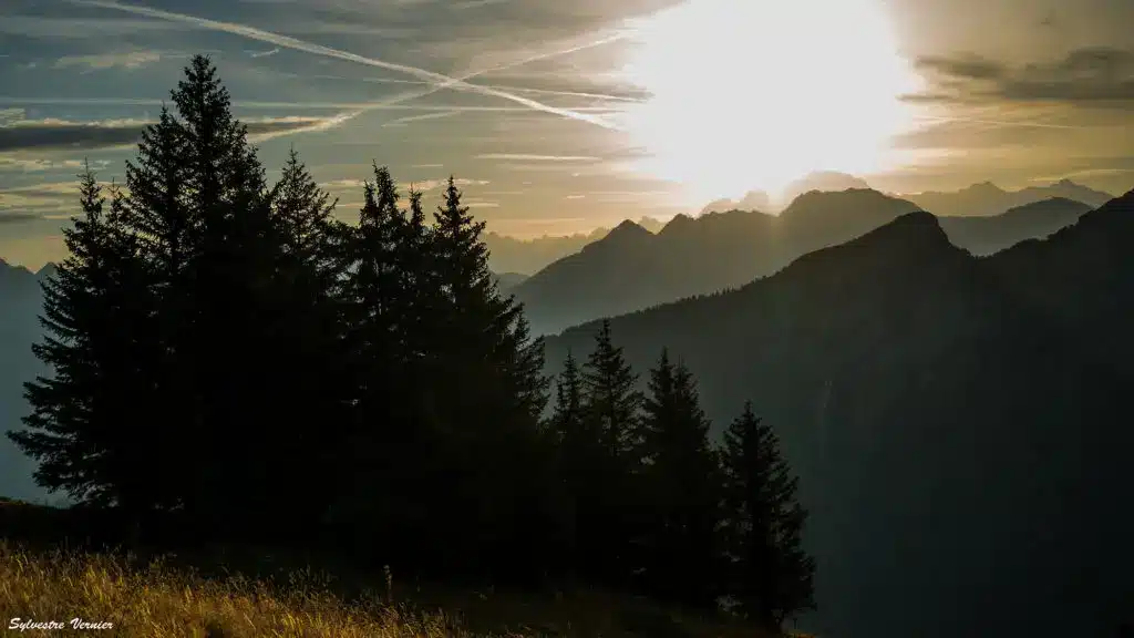 Lience Valorisation des forêts et du bois en territoire de montagne