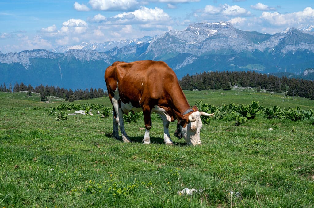 Vache abondance formation agriculture