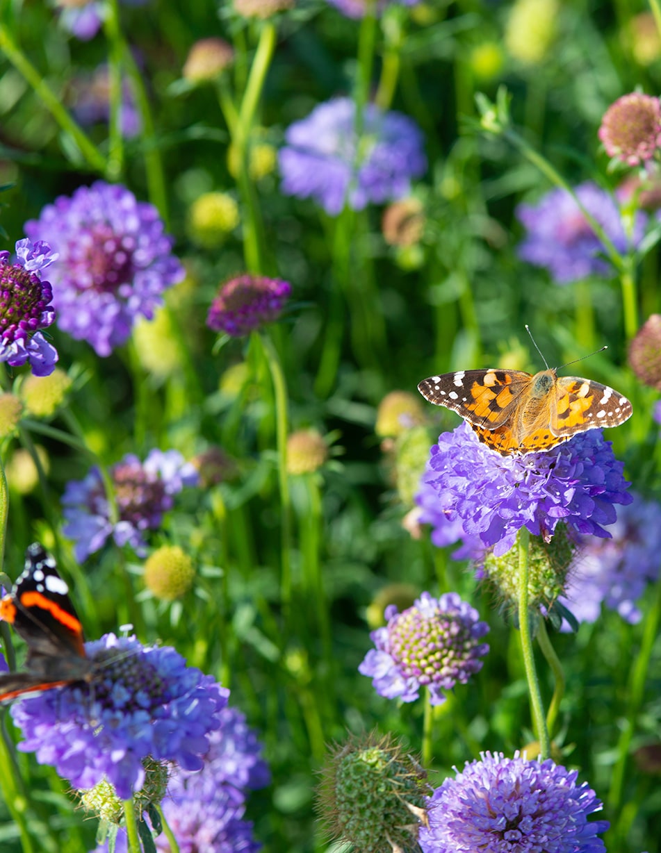 Paysage biodiversité