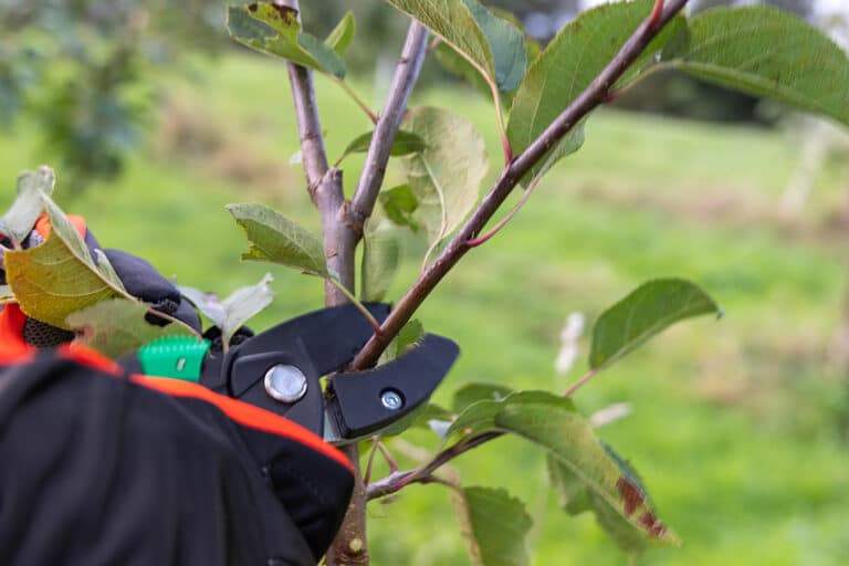 taille des arbres fruitiers