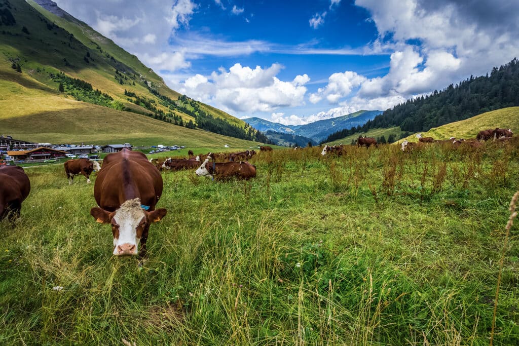 Vaches abondance formation