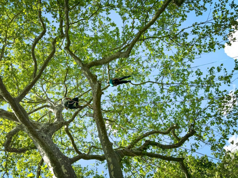 cs arboriste elagueur annecy
