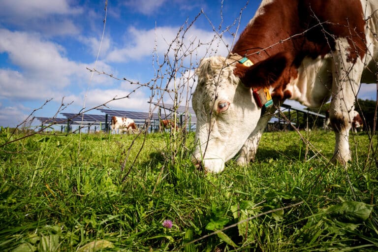 Bachelor Agriculture